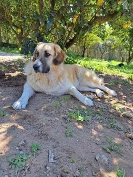 Sarah die Familienhündin