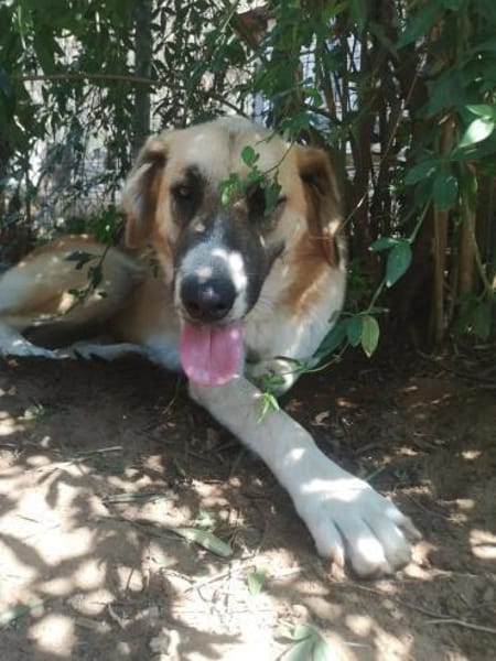 Sarah die Familienhündin