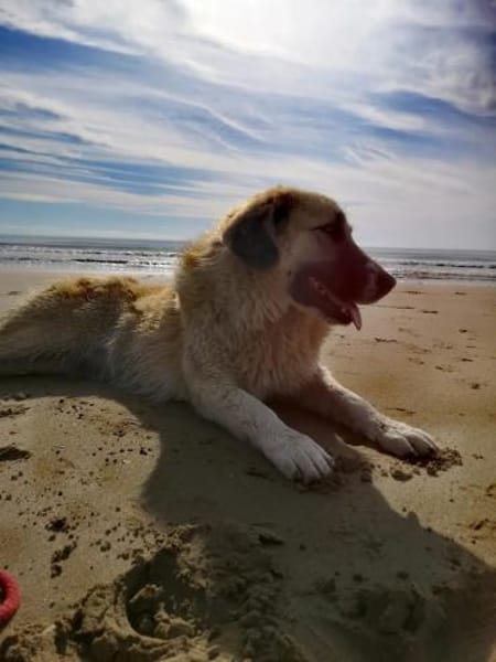 Sarah die Familienhündin