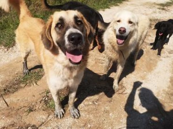 Sarah die Familienhündin