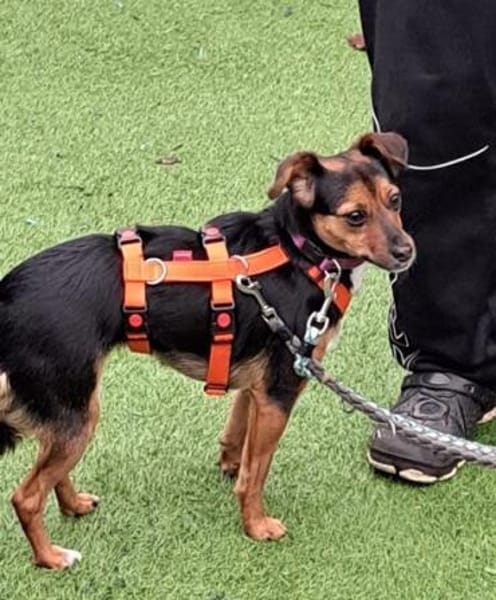 Emma2 sucht ein Zuhause