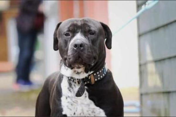 Digger sucht ein Zuhause