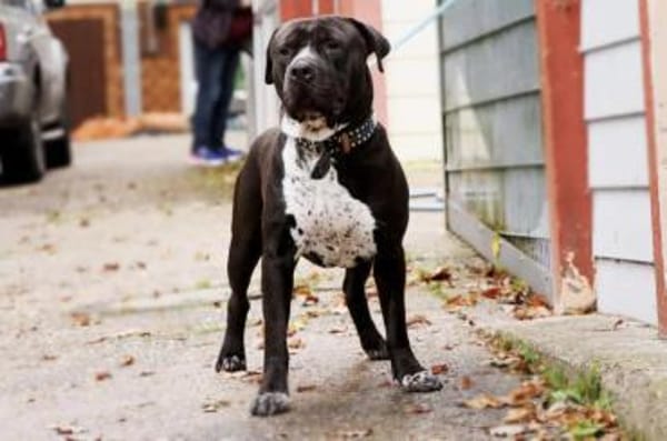 Digger sucht ein Zuhause