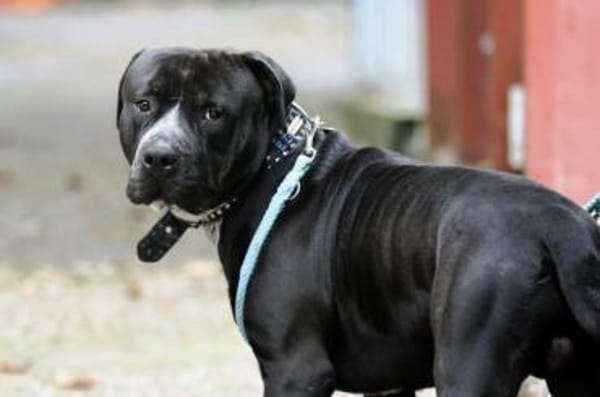 Digger sucht ein Zuhause