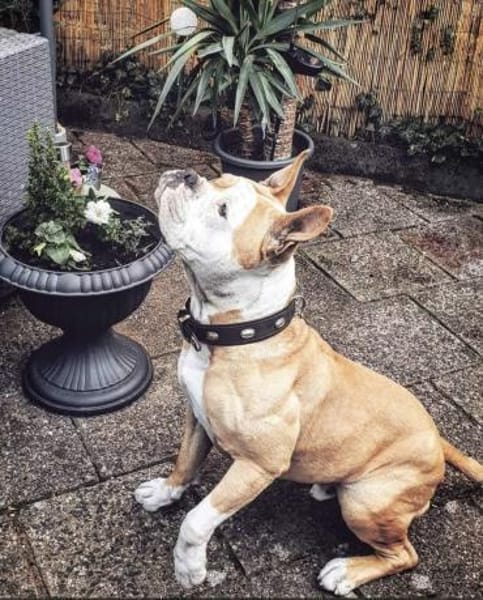 Amaro sucht ein Zuhause