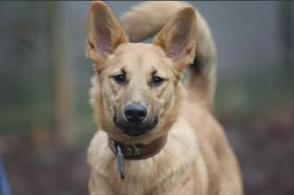 Bella sucht ein Zuhause