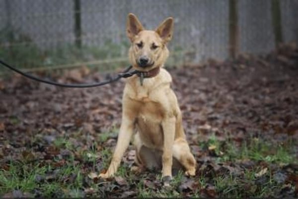 Bella sucht ein Zuhause