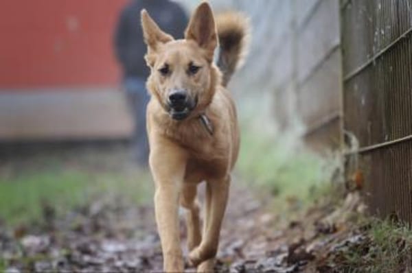 Bella sucht ein Zuhause