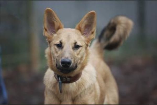 Bella sucht ein Zuhause