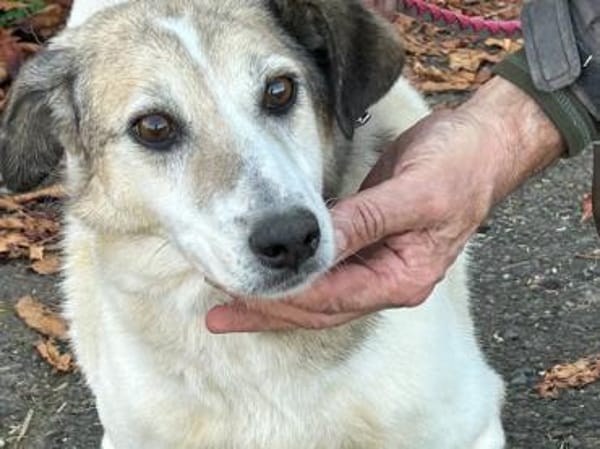 Smirre - ❤ruhig u. sehr verschmust❤❤