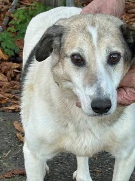 Smirre - ❤ruhig u. sehr verschmust❤❤