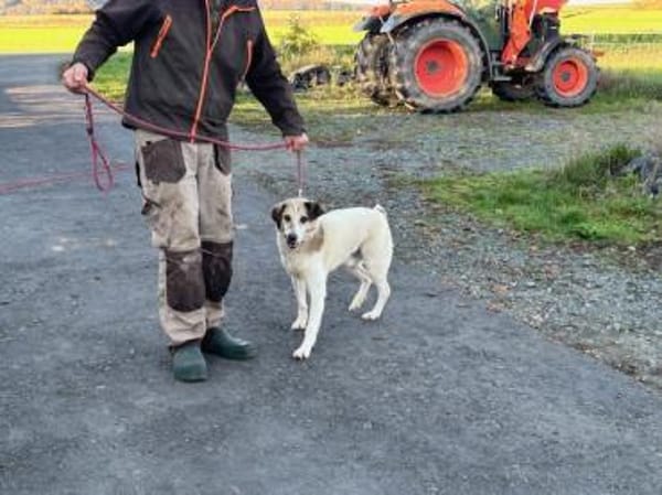 Smirre - ❤ruhig u. sehr verschmust❤❤