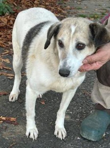 Smirre - ❤ruhig u. sehr verschmust❤❤