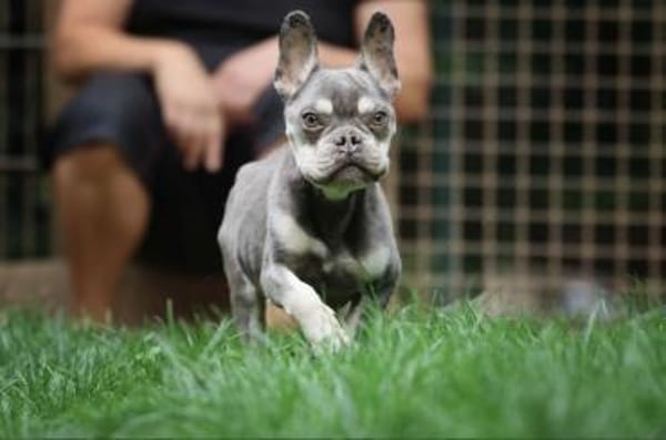 Lio sucht ein Zuhause