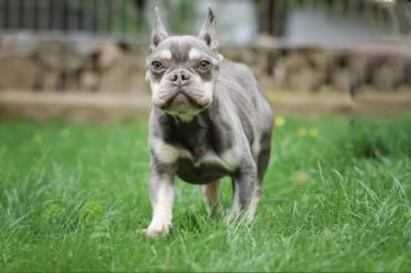 Lio sucht ein Zuhause