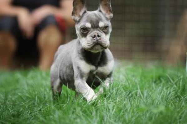 Lio sucht ein Zuhause