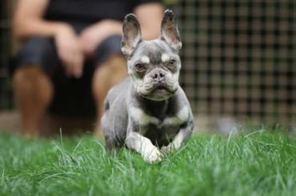 Lio sucht ein Zuhause