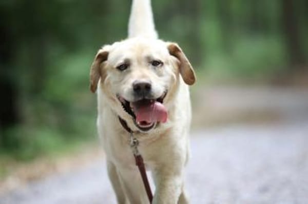 Luke sucht ein Zuhause