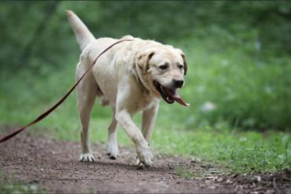 Luke sucht ein Zuhause