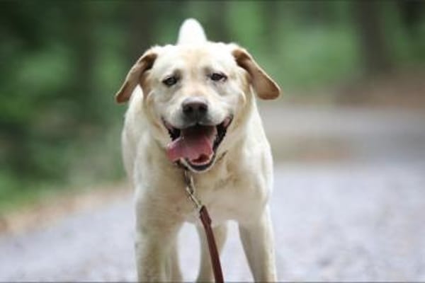 Luke sucht ein Zuhause