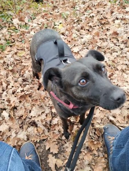 Hedike, sanfte Schönheit, ca. 2 Jahre, c