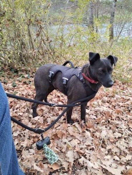 Hedike, sanfte Schönheit, ca. 2 Jahre, c