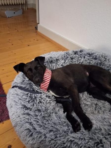 Hedike, sanfte Schönheit, ca. 2 Jahre, c