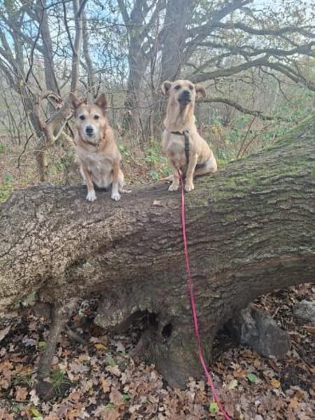 Phoebe Sonnenscheinchen für Mensch+ 🐕