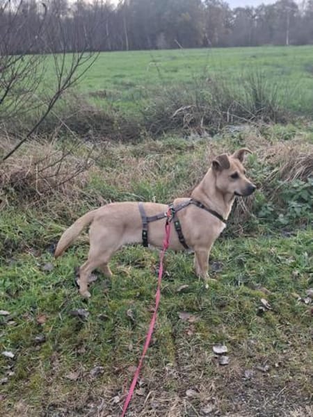 Phoebe Sonnenscheinchen für Mensch+ 🐕