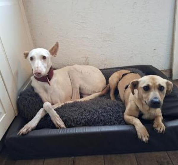 Phoebe Sonnenscheinchen für Mensch+ 🐕