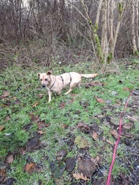 Phoebe Sonnenscheinchen für Mensch+ 🐕