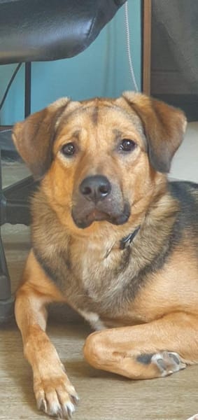 Steve sucht ein neues Zuhause