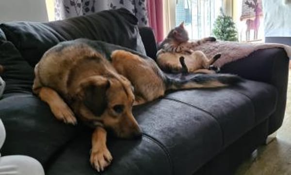 Steve sucht ein neues Zuhause