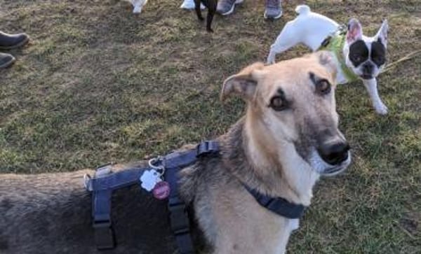 Rusty - sucht neues Zuhause