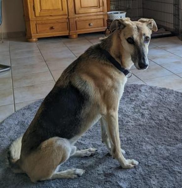 Rusty - sucht neues Zuhause