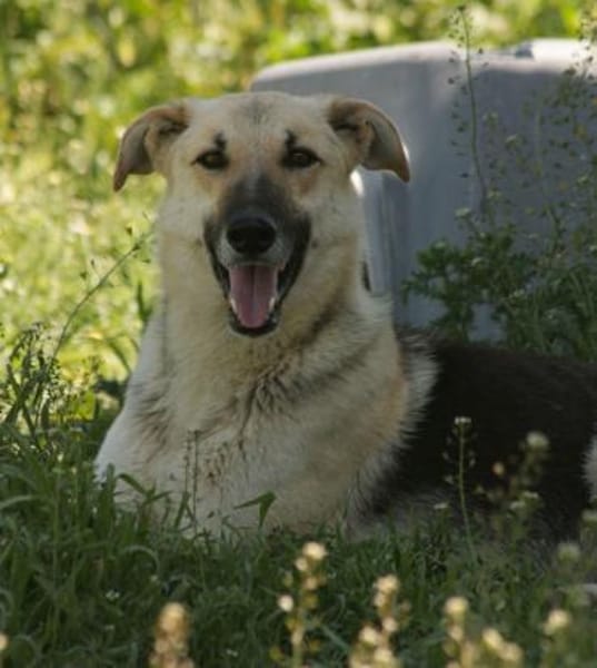 Rusty - sucht neues Zuhause