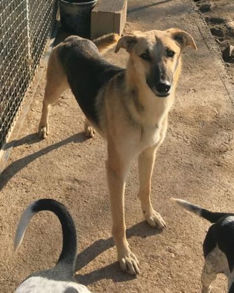 Rusty - sucht neues Zuhause