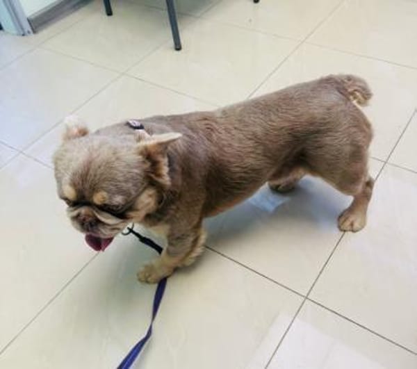 Französische Bulldogge Donny