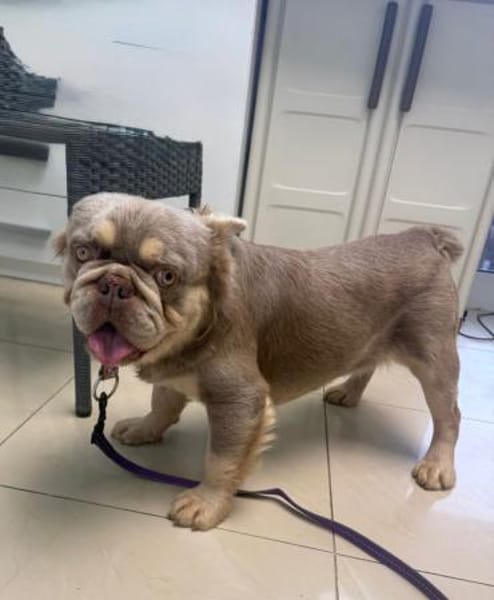 Französische Bulldogge Donny