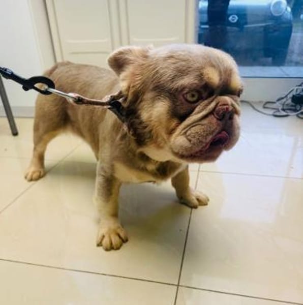 Französische Bulldogge Donny