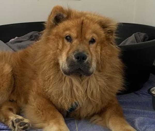 Kujio sucht seinen Menschen