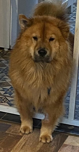 Kujio sucht seinen Menschen