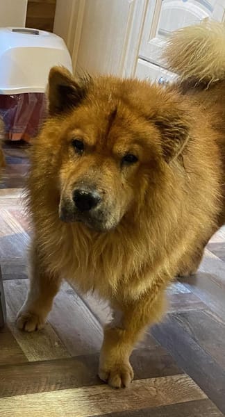 Kujio sucht seinen Menschen