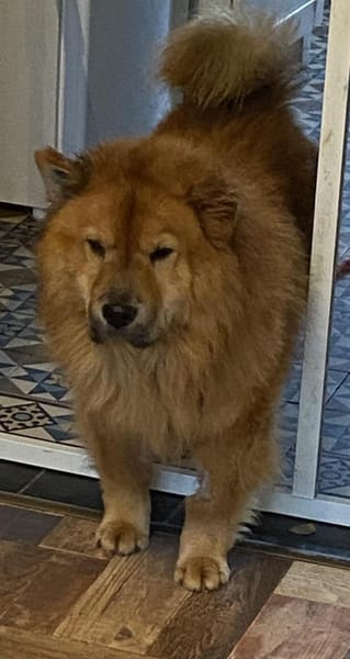 Kujio sucht seinen Menschen