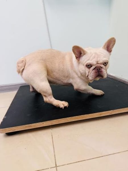 Hans eine französische Bulldogge