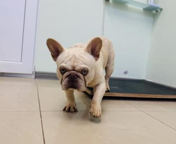 Hans eine französische Bulldogge