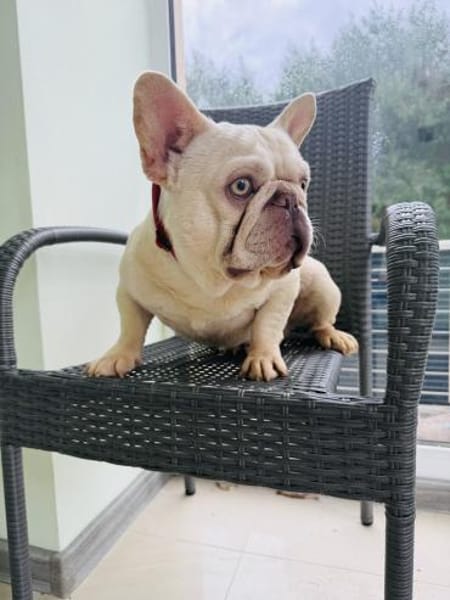 Hans eine französische Bulldogge