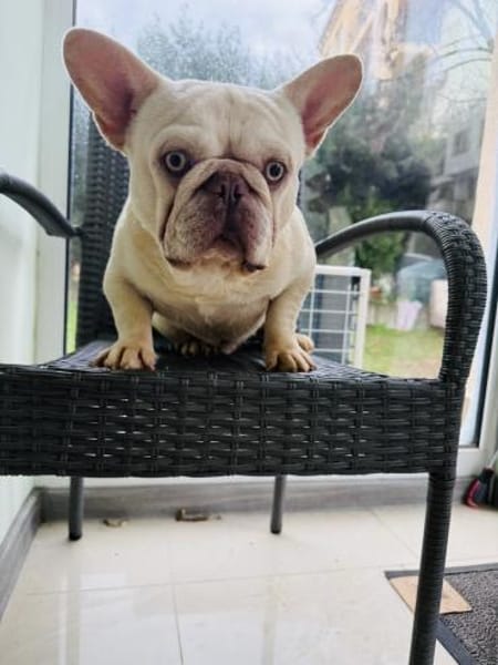 Hans eine französische Bulldogge