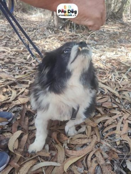 Benny auf Pflegestelle