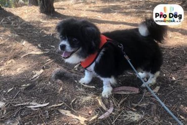 Benny auf Pflegestelle